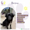 Breno