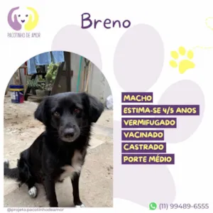 Cachorro raça SRD-ViraLata idade 4 anos nome Breno