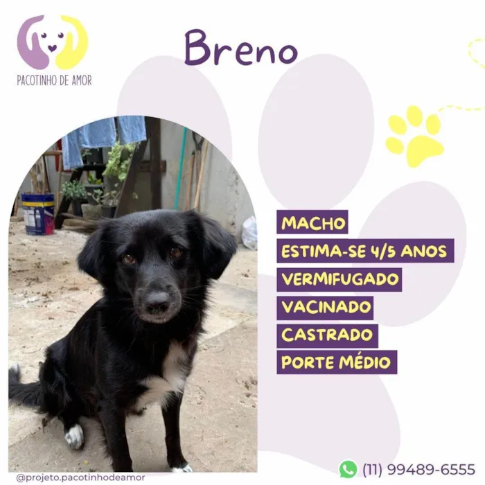 Cachorro ra a SRD-ViraLata idade 4 anos nome Breno