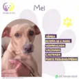 Mel