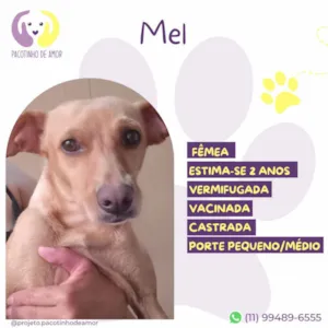 Cachorro raça SRD-ViraLata idade 2 anos nome Mel