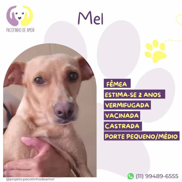 Cachorro ra a SRD-ViraLata idade 2 anos nome Mel