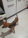 Babalu