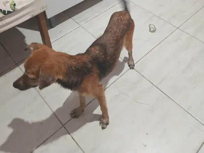 Cachorro raça Pequinês idade 7 a 11 meses nome Babalu