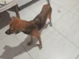 Babalu