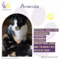 Ananda