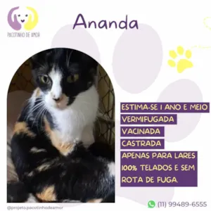 Gato raça SRD-ViraLata idade 1 ano nome Ananda