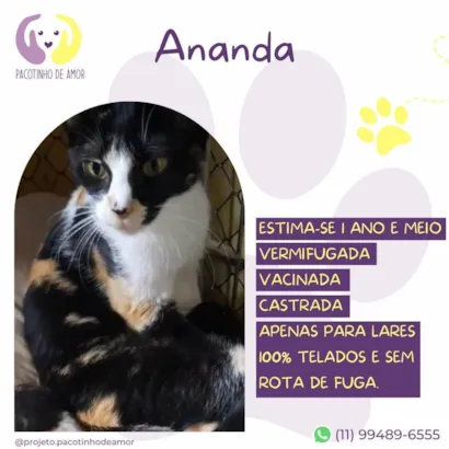Gato raça SRD-ViraLata idade 1 ano nome Ananda