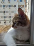Charlie 
