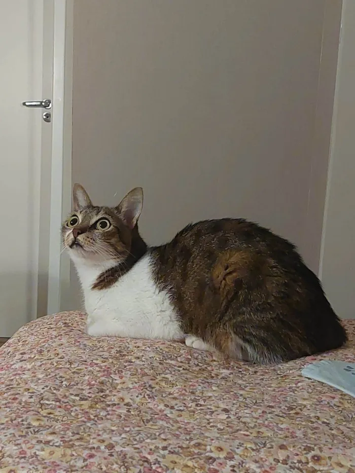 Gato ra a SRD-ViraLata idade 6 ou mais anos nome Charlie 