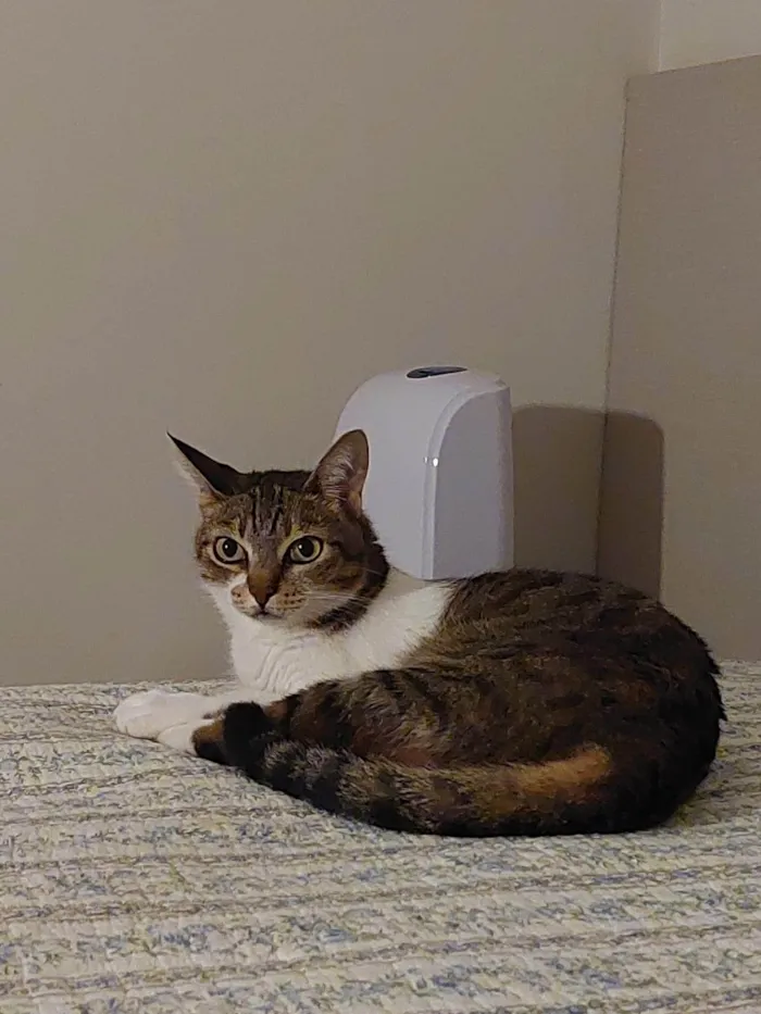 Gato ra a SRD-ViraLata idade 6 ou mais anos nome Charlie 
