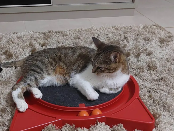 Gato ra a SRD-ViraLata idade 6 ou mais anos nome Charlie 