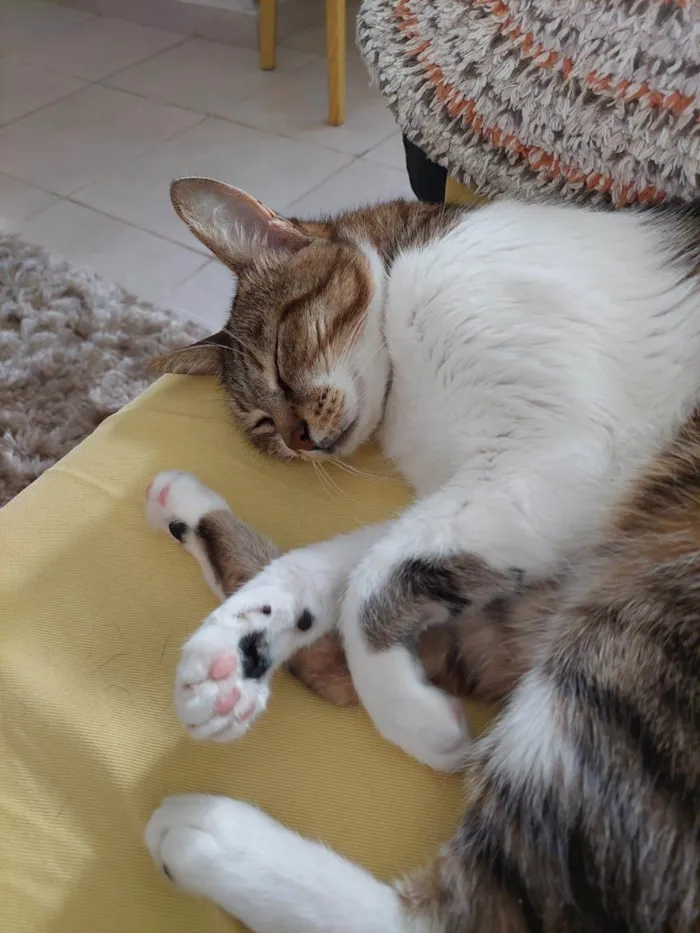 Gato ra a SRD-ViraLata idade 6 ou mais anos nome Charlie 