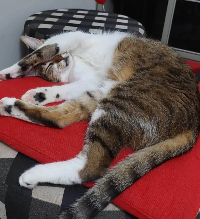 Gato ra a SRD-ViraLata idade 6 ou mais anos nome Charlie 