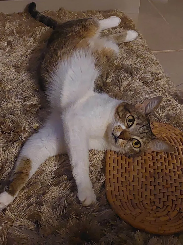 Gato ra a SRD-ViraLata idade 6 ou mais anos nome Charlie 