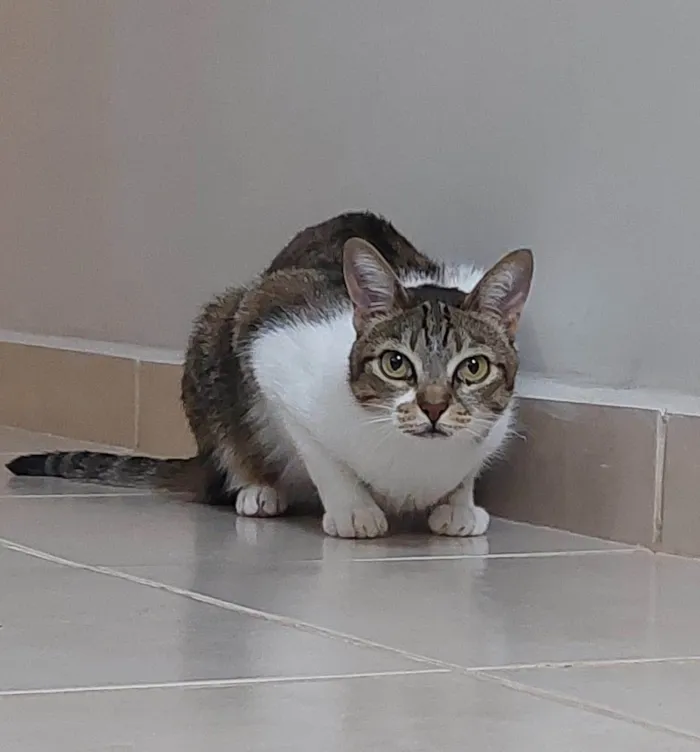 Gato ra a SRD-ViraLata idade 6 ou mais anos nome Charlie 