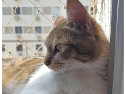 Gato raça SRD-ViraLata idade 6 ou mais anos nome Charlie 