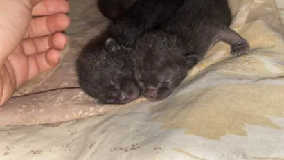Gato raça SRD-ViraLata idade 2 a 6 meses nome Sem nome