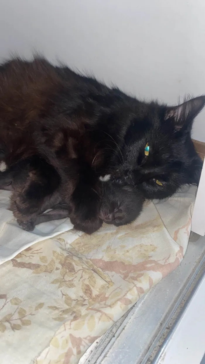 Gato ra a SRD-ViraLata idade 2 a 6 meses nome Sem nome
