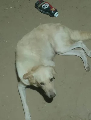 Cachorro raça Labrador idade 5 anos nome Helen suzane