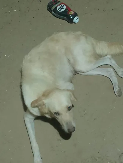 Cachorro raça Labrador idade 5 anos nome Helen suzane