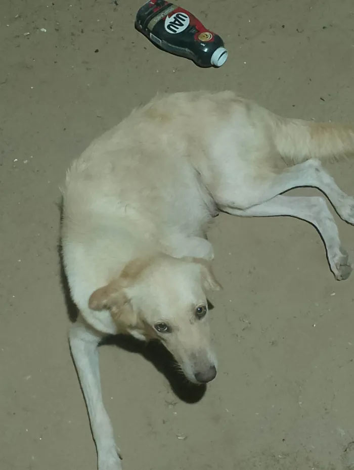 Cachorro ra a Labrador idade 5 anos nome Helen suzane