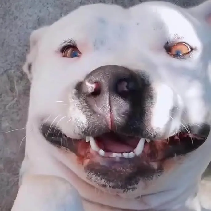 Cachorro ra a Pit-Bull idade 1 ano nome Thomas 