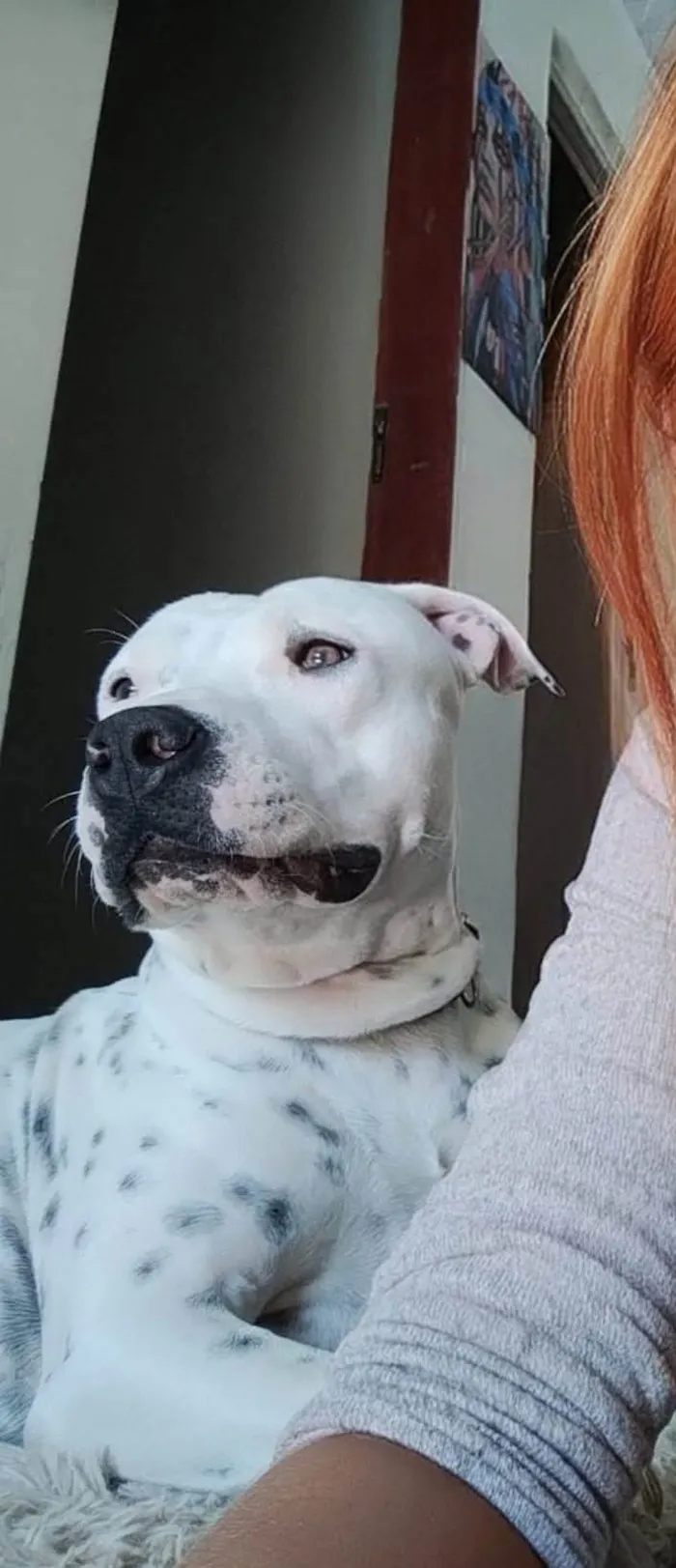 Cachorro ra a Pit-Bull idade 1 ano nome Thomas 