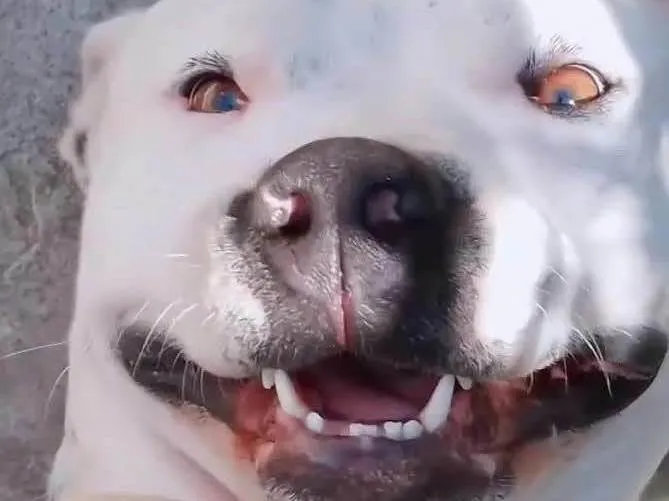 Cachorro ra a Pit-Bull idade 1 ano nome Thomas 