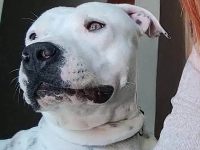 Cachorro ra a Pit-Bull idade 1 ano nome Thomas 