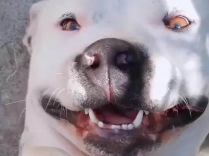 Cachorro raça Pit-Bull idade 1 ano nome Thomas 