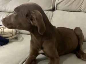 Cachorro raça SRD-ViraLata idade 2 a 6 meses nome Torrada