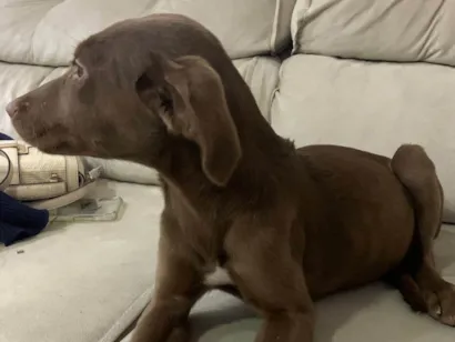 Cachorro raça SRD-ViraLata idade 2 a 6 meses nome Torrada
