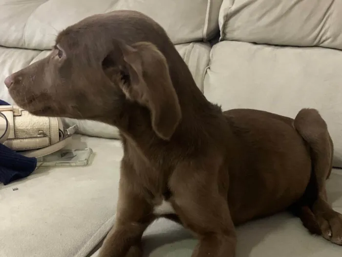 Cachorro ra a SRD-ViraLata idade 2 a 6 meses nome Torrada