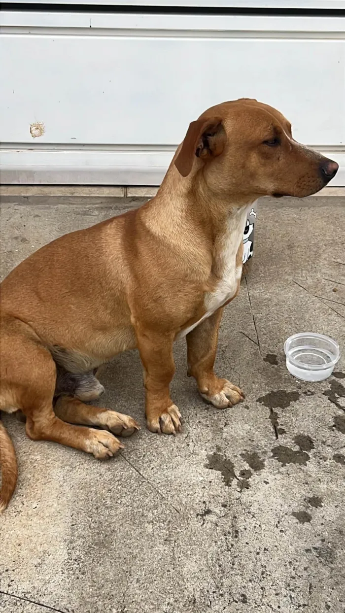 Cachorro ra a SRD-ViraLata idade 3 anos nome Gabriela 