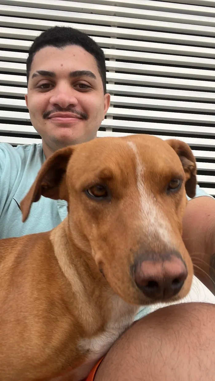 Cachorro ra a SRD-ViraLata idade 3 anos nome Gabriela 