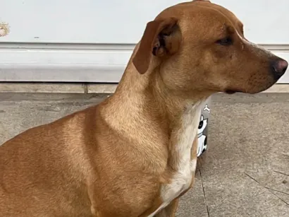 Cachorro raça SRD-ViraLata idade 3 anos nome Gabriela 