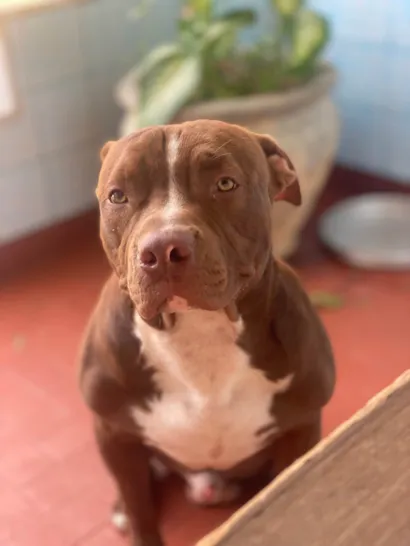 Cachorro raça Pit-Bull idade 2 anos nome Ivar