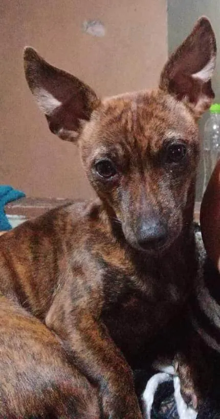 Cachorro ra a SRD-ViraLata idade 4 anos nome Amora