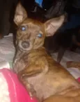 Amora