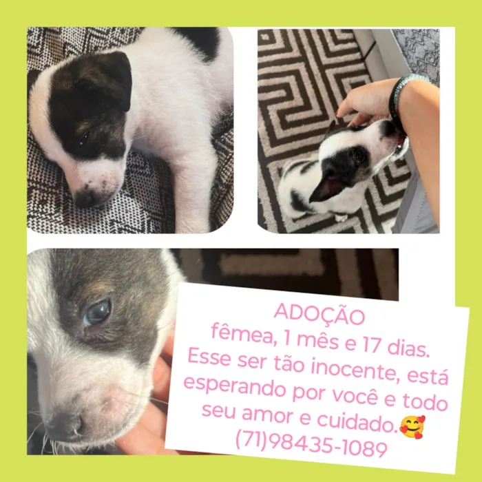 Cachorro ra a SRD-ViraLata idade Abaixo de 2 meses nome Floquinha