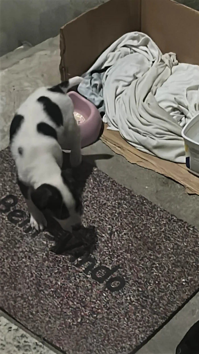 Cachorro ra a SRD-ViraLata idade Abaixo de 2 meses nome Floquinha