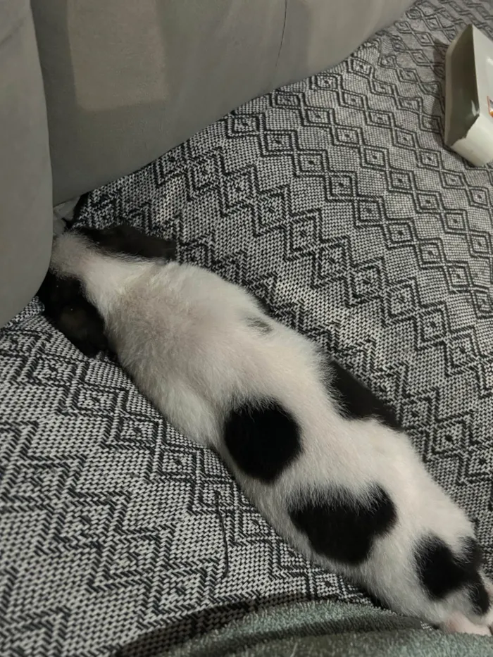 Cachorro ra a SRD-ViraLata idade Abaixo de 2 meses nome Floquinha