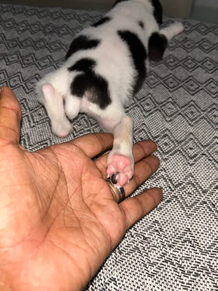 Cachorro ra a SRD-ViraLata idade Abaixo de 2 meses nome Floquinha
