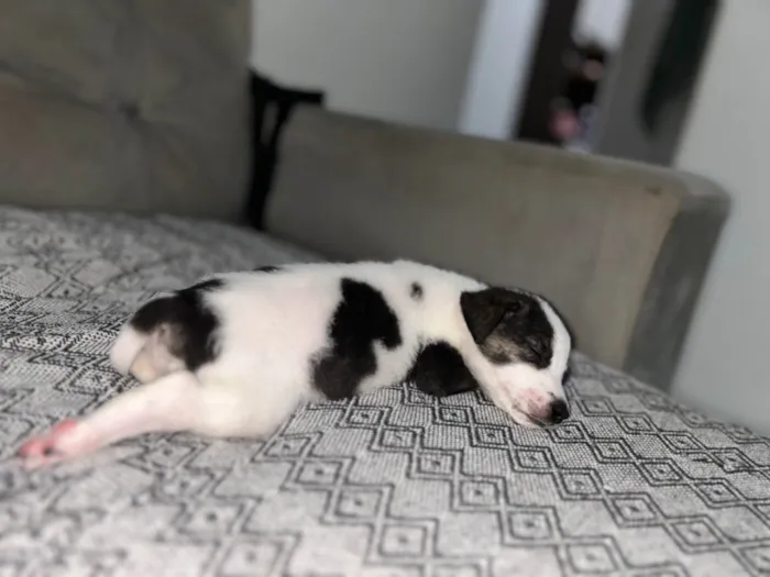 Cachorro ra a SRD-ViraLata idade Abaixo de 2 meses nome Floquinha