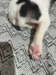 Floquinha