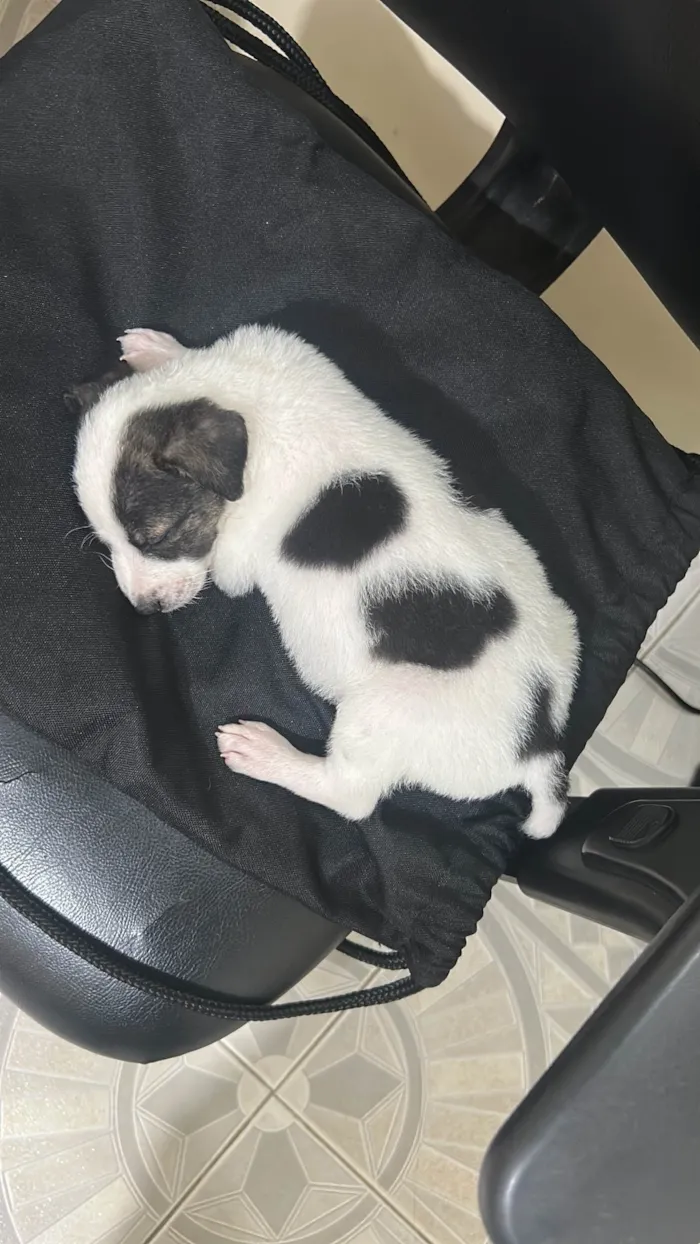 Cachorro ra a SRD-ViraLata idade Abaixo de 2 meses nome Floquinha
