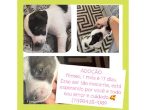 Cachorro raça SRD-ViraLata idade Abaixo de 2 meses nome Floquinha
