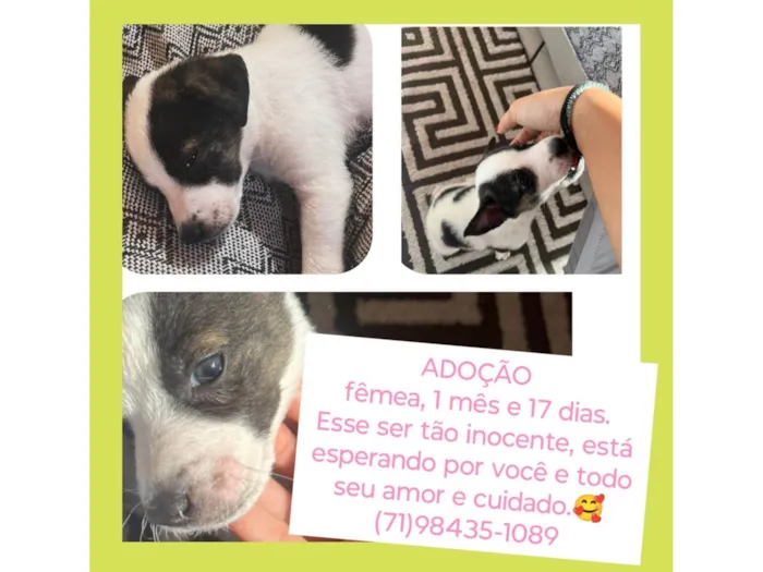 Cachorro ra a SRD-ViraLata idade Abaixo de 2 meses nome Floquinha