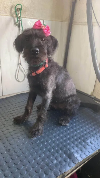 Cachorro raça SRD-ViraLata idade 2 a 6 meses nome Luna